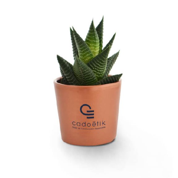 Plantes welcome pack entreprise
