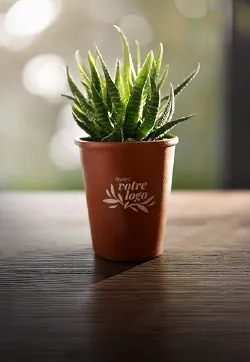 plantes originales